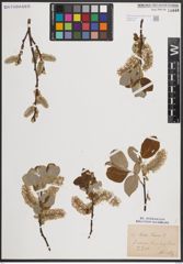 Foto von Salix caprea L.